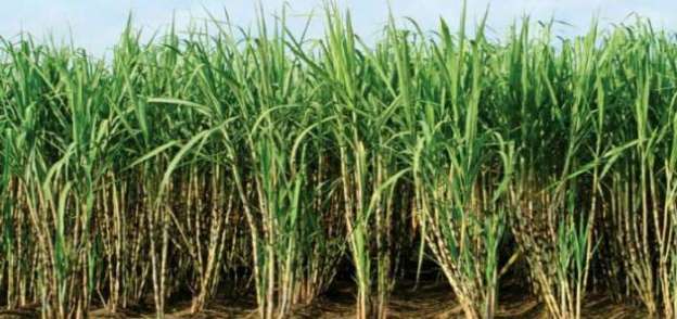 التموين: زيادة سعر توريد القصب لن يؤثر على أسعار السكر
