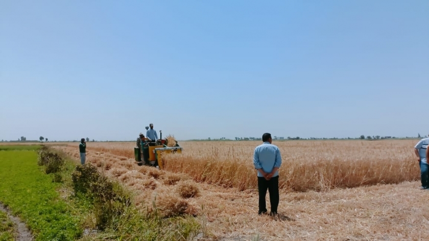 حصاد القمح جنوب بورسعيد