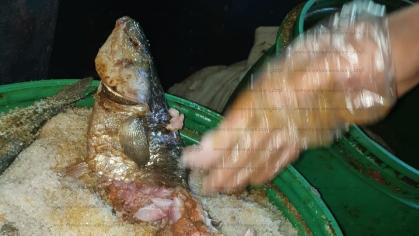 ضبط ١٣٥٠ كيلو فسيخ فاسد داخل مخزن لتمليح الأسماك بمدينة إدكو