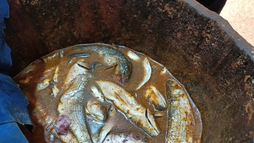 ضبط أسماك غير صالحة في كفر الشيخ