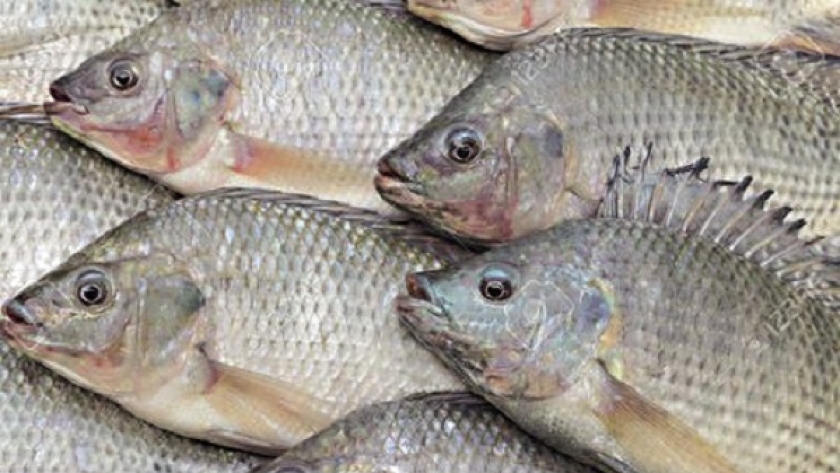 تتعرض سمكة البلطى للعديد من المشكلات المرضية