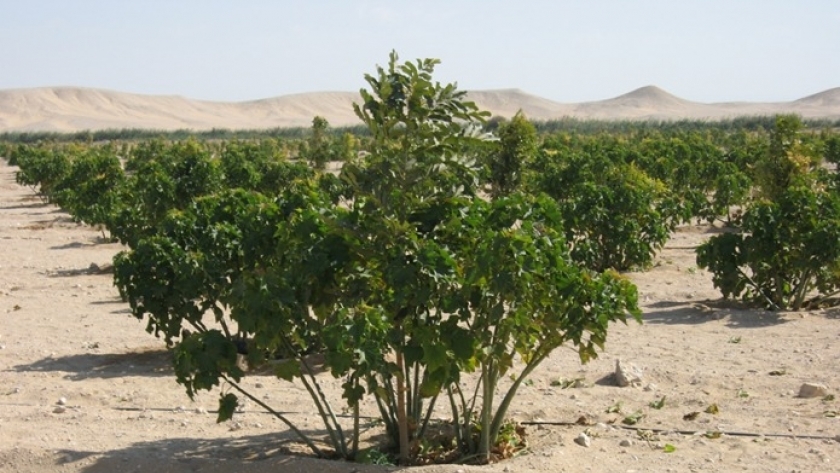 أشجار الجاتروفا المنتجة للوقود الحيوي