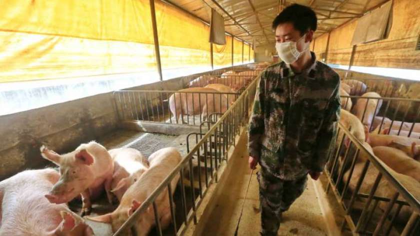 إجراءات مكافحة حمى الخنازير الأفريقية