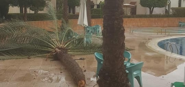 سقوط نخلة بسبب الرياح في بورسعيد