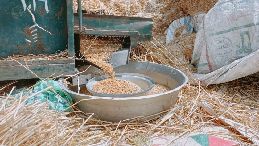 حصاد القمح في كفر الشيخ