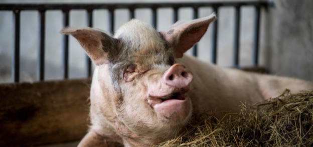 ألمانيا تتحرك بشأن تربية الخنازير
