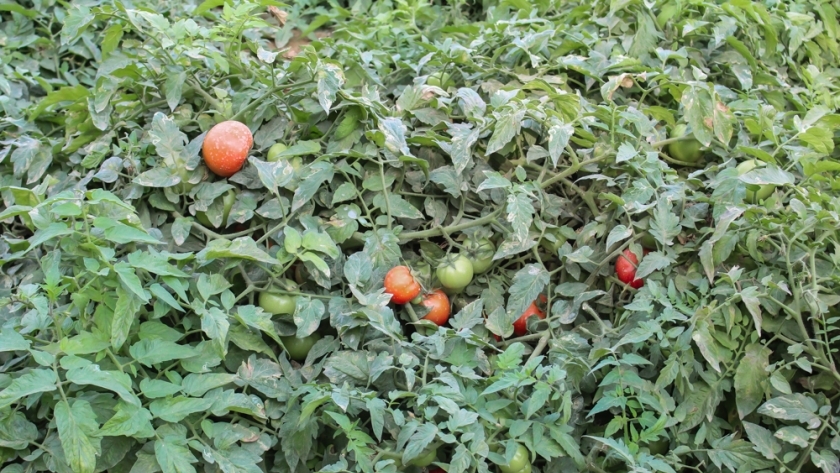 محصول الطماطم