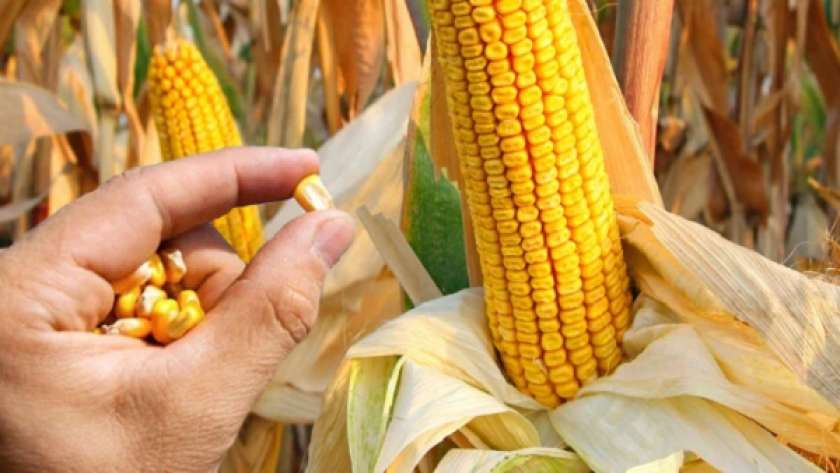 تقاوي وزارة الزراعة من الذرة