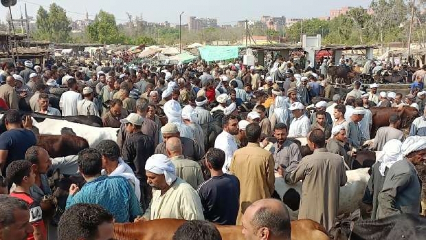 سوق الماشية تشهد انتعاشاً كبيراً قبل عيد الأضحى