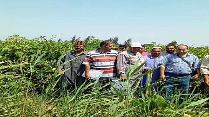 زراعة الشرقية تنفذ يوم حقلي إرشادي لزيادة محصول القطن