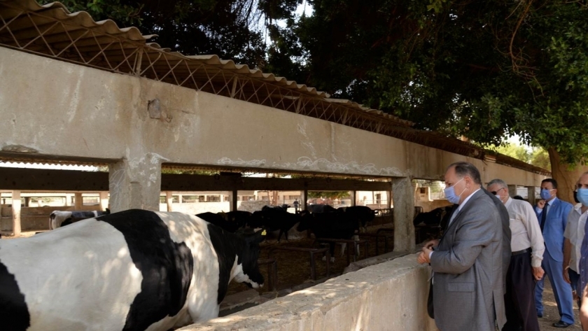 استعدادًا لعيد الأضحى :محافظ أسيوط يتفقد مزرعة الثروة الحيوانية