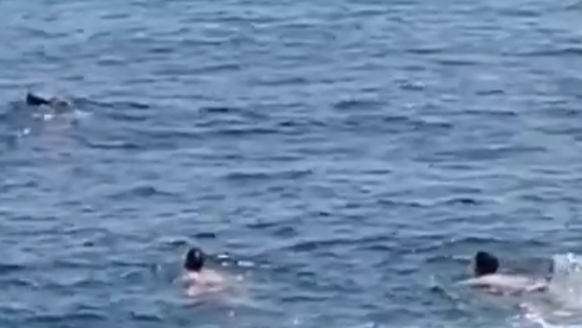 شابان يسبحان لإنقاذ العجل الغارق بالإسكندرية