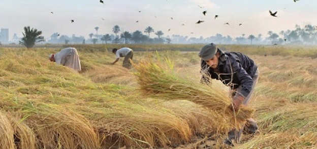 مخالفات الزراعة والرى أزمات تحاصر مزارعى الأرز