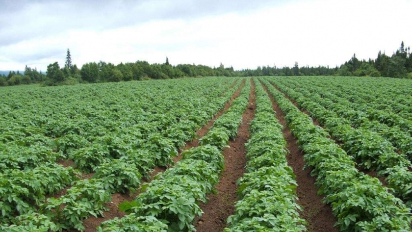 زراعة البطاطس العروة الثانية في كفر الشيخ