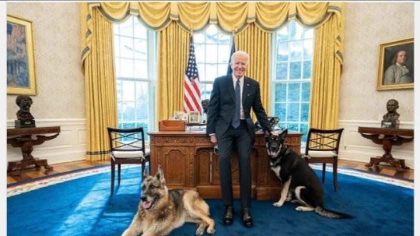 كلبا بايدن تشامب وميجور مع الرئيس الأمريكي في المكتب البيضاوي (أرشيفية)