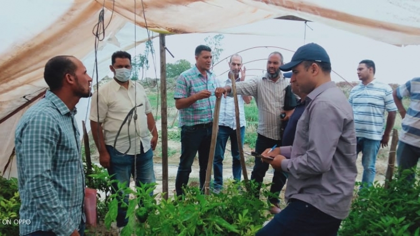 الإرشاد الزراعي يواصل زياراته لتقديم الدعم الفني للمزارعين بالمحافظات