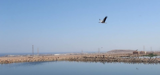 إنشاء محطة لمعالجة مياه بحيرات الأكسدة في شرم الشيخ