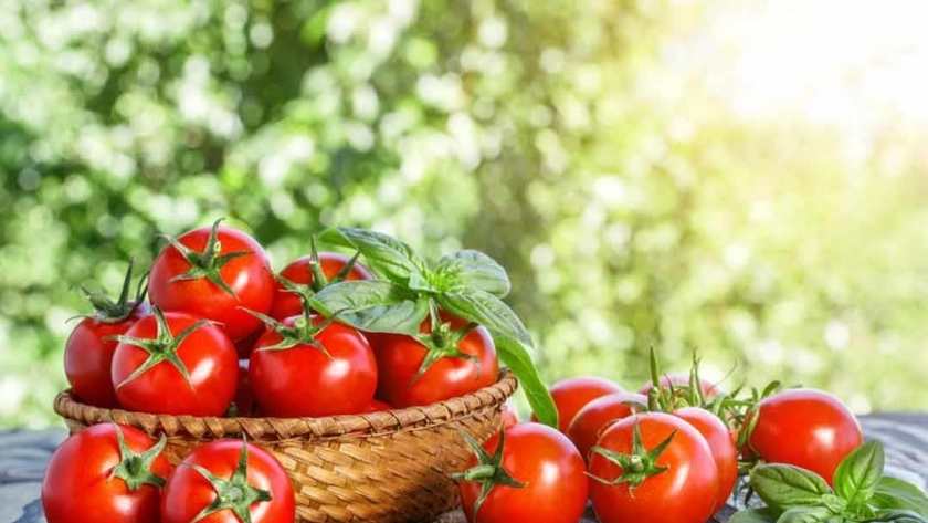 اسعار الطماطم اليوم الاحد