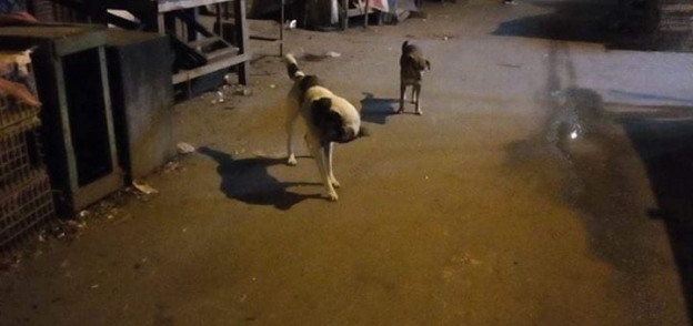 حملة للتخلص من "الكلاب الضالة" بحي الجمرك في الإسكندرية