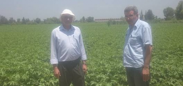 مسؤول بوزارة الزراعة يتفقد المحاصيل الزراعية فى كفر الشيخ