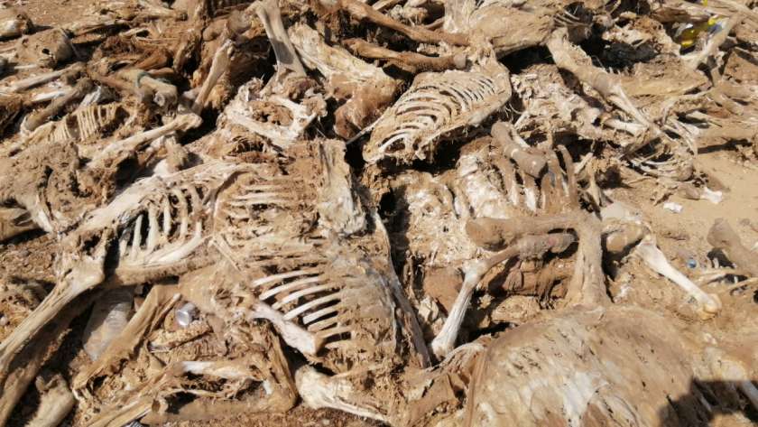 العثور على مقبرة جماعية لآلاف الحمير بصحراء الفيوم