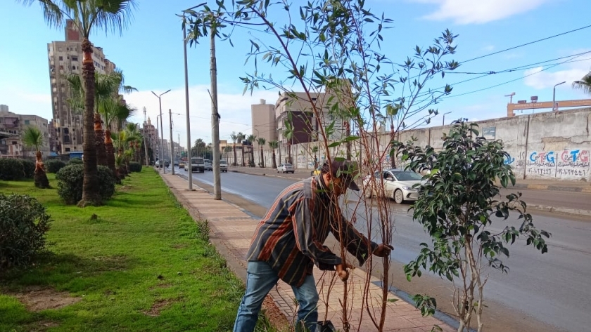زراعة الأشجار في الإسكندرية ضمن المبادرة الرئاسية