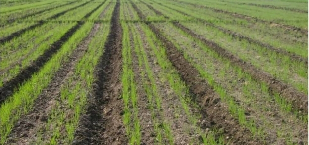 نتائج مبهرة لزراعات «المصاطب» بطرق الرى الحديثة وتشمل القمح والقصب والذرة