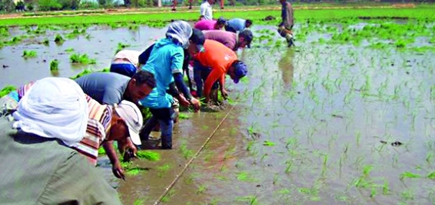 عدد من المزارعين أثناء زراعة محصول الأرز