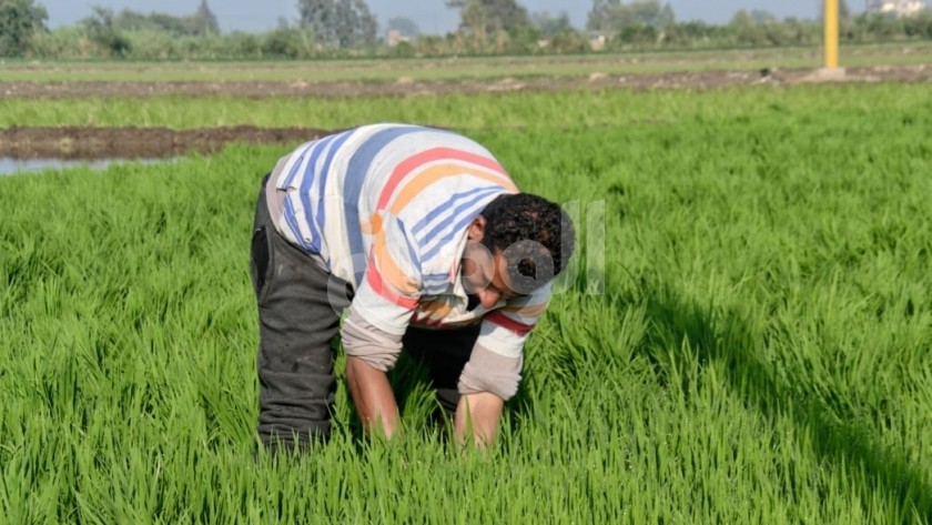 زراعة بادرات الأرز