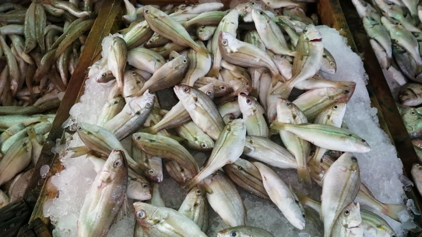 الأسماك بأسواق شمال سيناء