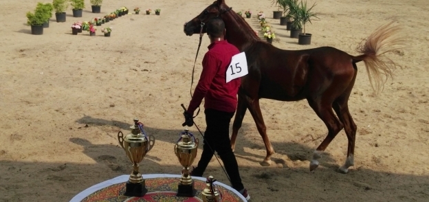 مهرجان الخيول العربية