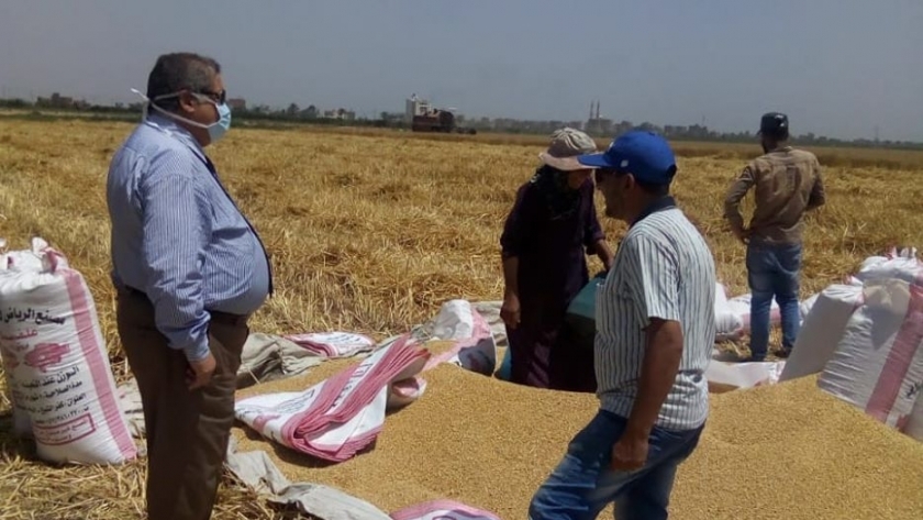 حصاد الفول والقمح بكلية زراعة كفر الشيخ وسط اجراءات احترازية