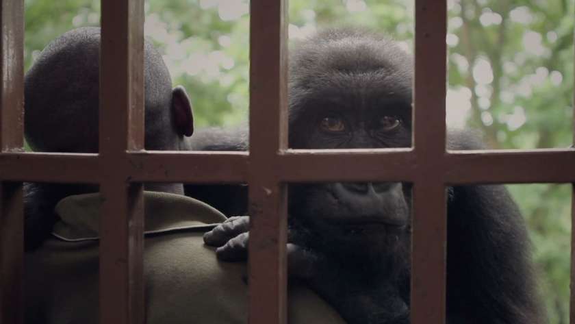 مشهد من الوثائقي Virunga