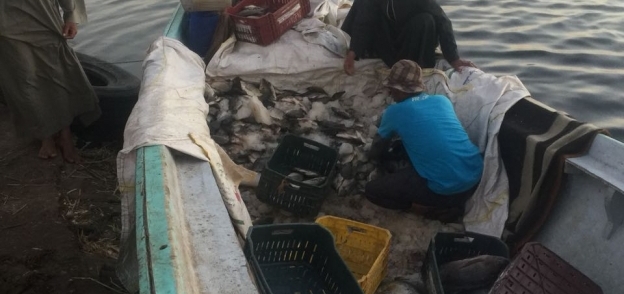 بالصور| ضبط 723 كيلوجرام سمك معدة للتهريب من بحيرة ناصر بأسوان