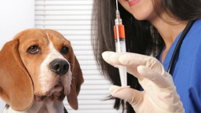 تطعيم الكلاب من السعار
