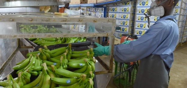 إعداد الموز للتصدير في كوت ديفوار