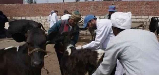 تحصين 46665 رأس ماشية ضد مرض الحمى القلاعية بالبحيرة