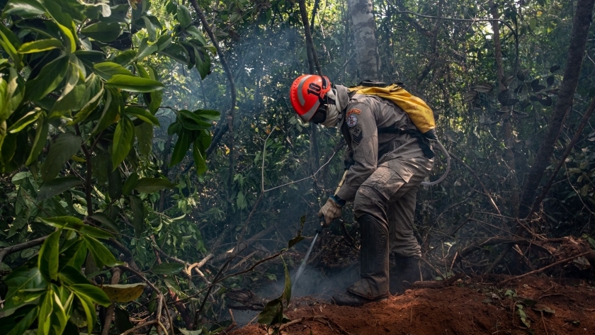 جهود السلطات البرازيلية في مكافحة حرائق غابات الأمازون