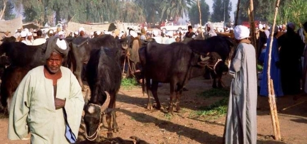صورة ارشيفية لسوق ماشية