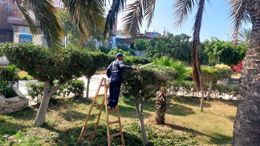 زراعة أشجار في كفر الشيخ