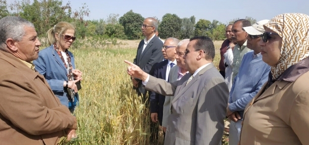 بالصور تجربة زراعة القمح المقاوم للملوحة بجامعة قناة السويس.