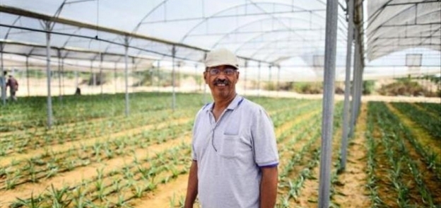 بدء زراعة فاكهة "الأناناس" الاستوائية في قطاع غزة لأول مرة