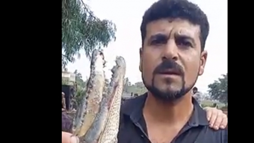 العثور على تمساح في كفر الشيخ