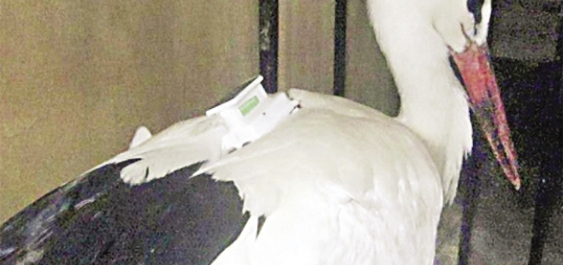 حماية الطيور هدف نشطاء حقوق الحيوان
