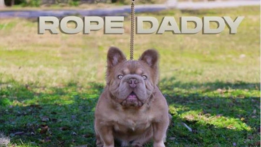 كلب Rope Daddy من فصيلة البلدغ الفرنسي