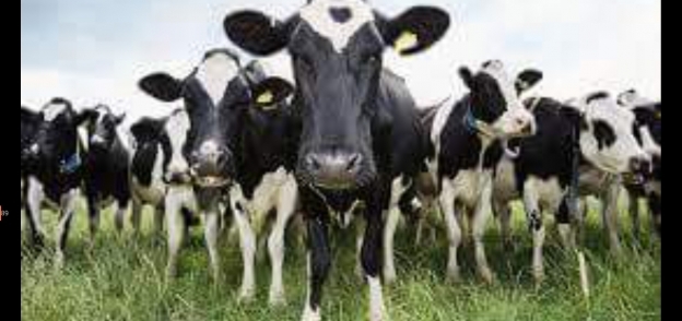 انطلاق الحملة القومية الثانية لتحصين الماشية ضد الحمى القلاعية بالفيوم