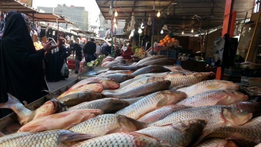 «شعبة الأسماك» تحذر من 8 أصناف سامة تباع في السويس والأسكندرية ودمياط