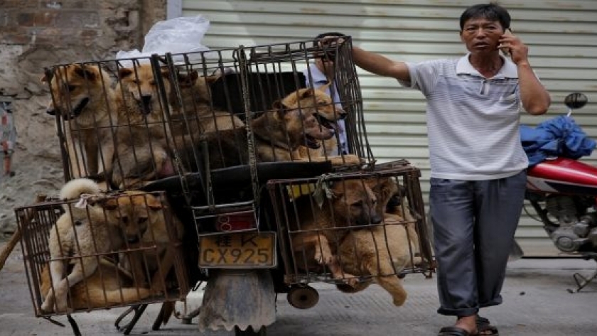 تجارة الكلاب في الصين
