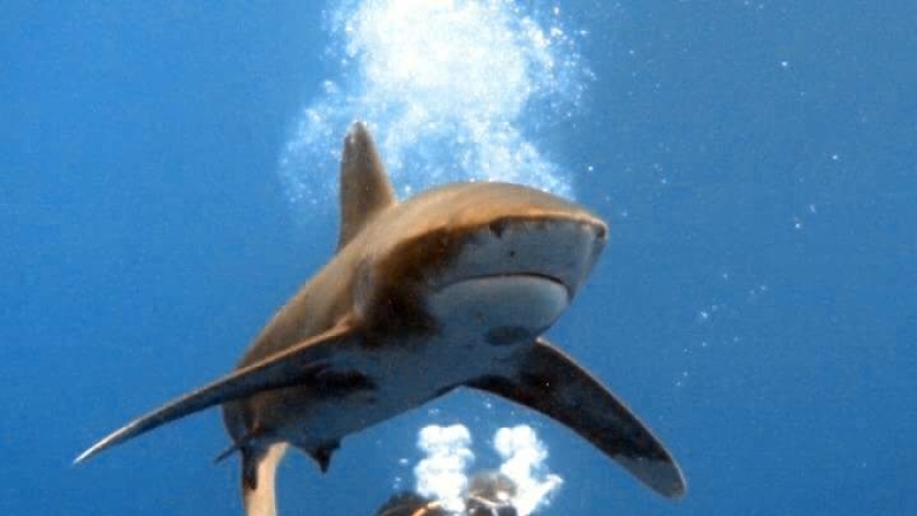القرش الحوتي بهلول في الغردقة