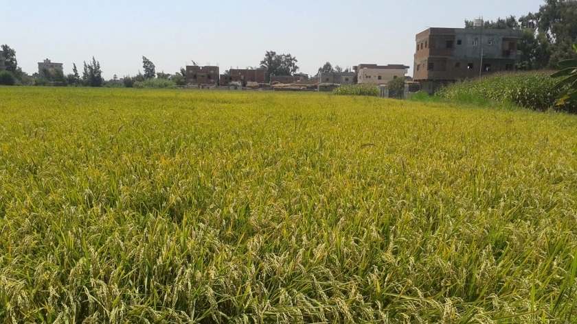 زراعة الأرز الشعير